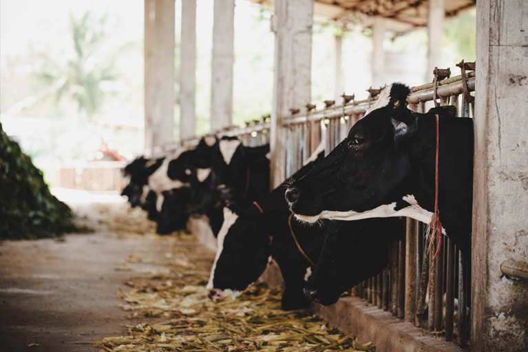 producción alimenticia